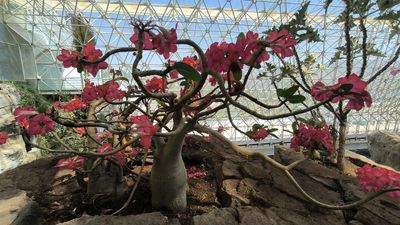Biosphere 2