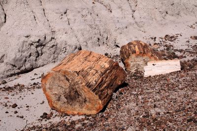 Petrified log