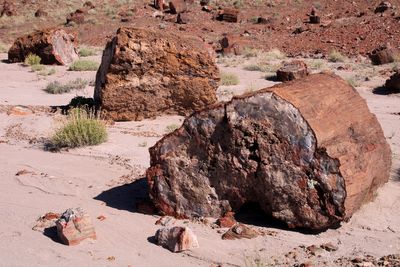 Petrified log