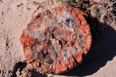 Petrified log
