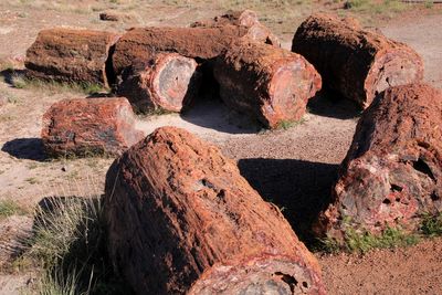 Petrified tree