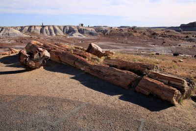 Petrified tree