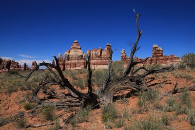 The Needles, Canyonlands National park