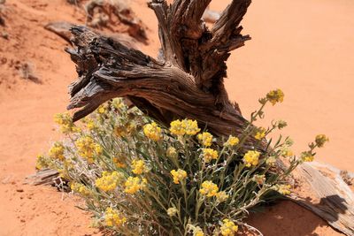 Canyonlands National park