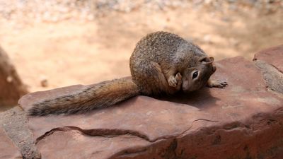 Squirrel