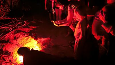 Turtle watching at night