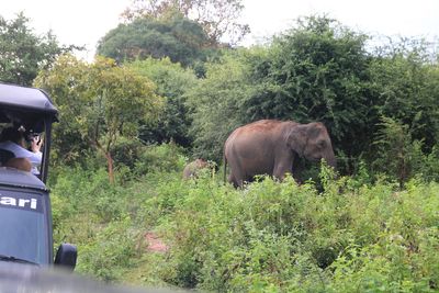 Udawalawe National Park