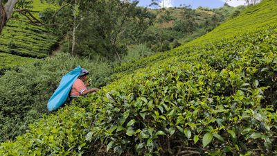 Tea pickers