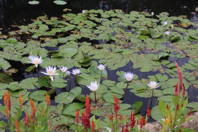 Royal Botanic Gardens