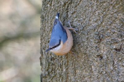 Nuthatch