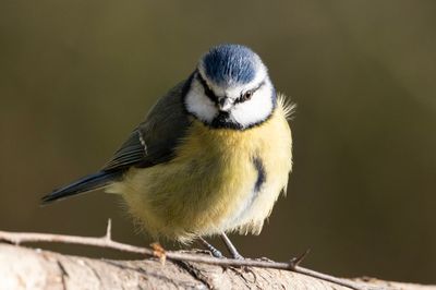 Blue Tit 2