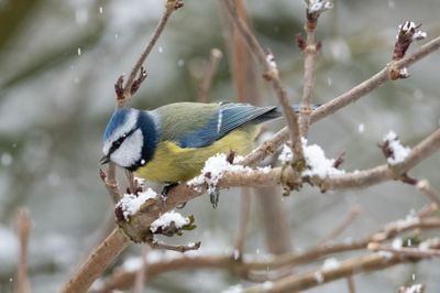 Blue Tit 3