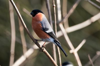 Bullfinch