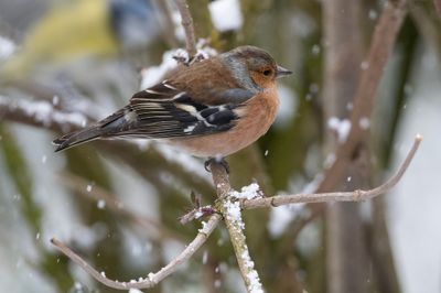 Chaffinch