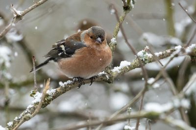 Chaffinch