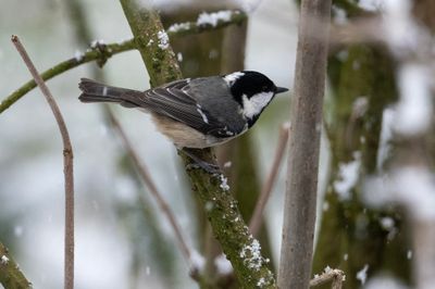 Coal Tit