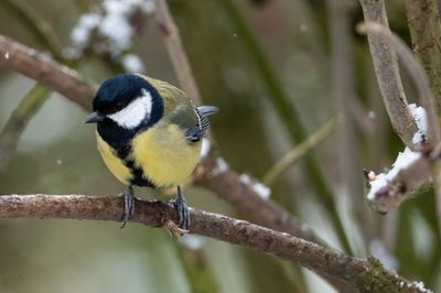 Great Tit 