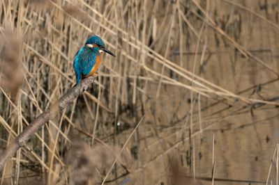 Kingfisher