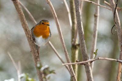 Robin 4