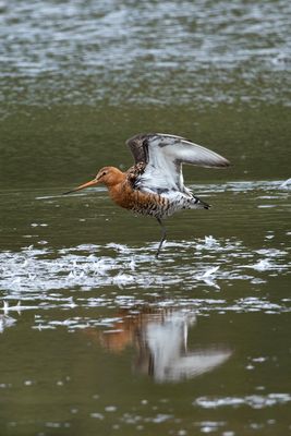 Black-Tailed Godwit 1 