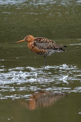 Blacl-Tailed Godwit 2 