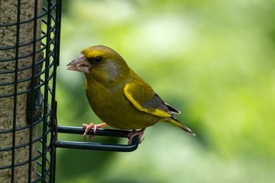Greenfinch