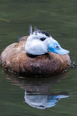 White Headed Duck