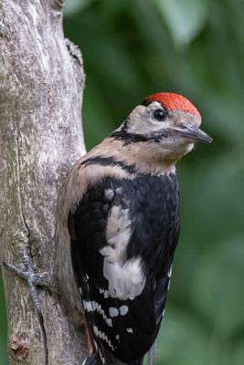 Great Spotted Woodpecker 1 