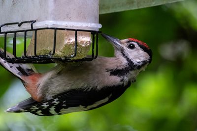 Great Spotted Woodpecker 3 