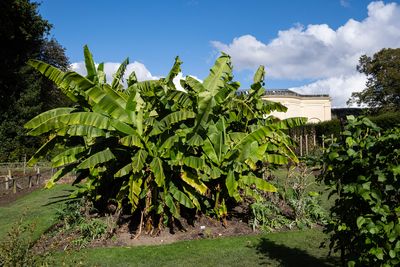 Nostell 4