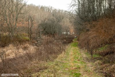 Springton