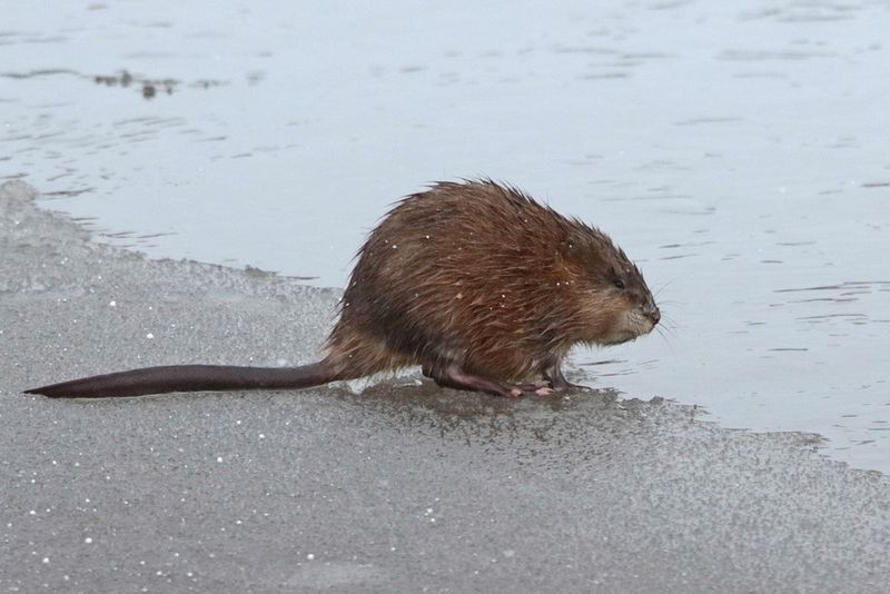 Muskrat