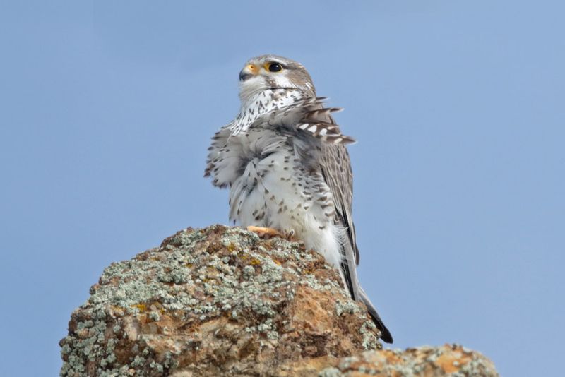 Prairie Falcon