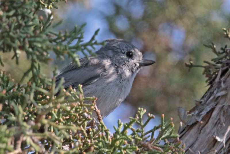 Juniper Titmouse