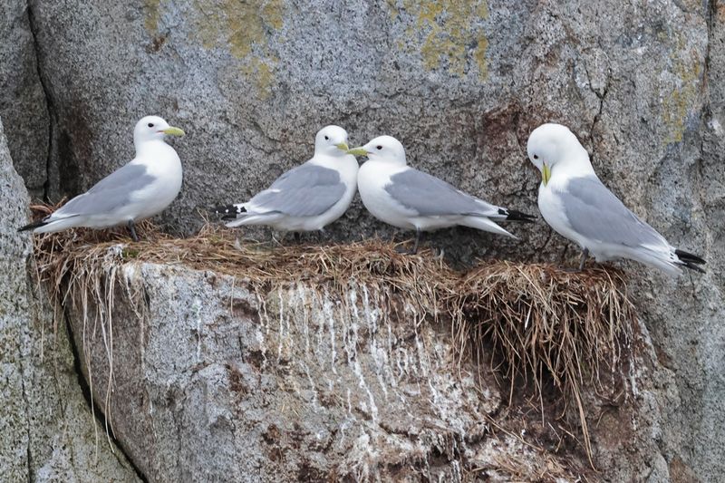 Black-legged Kittiwakes