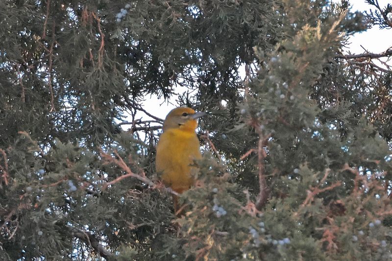 Hepatic Tanager