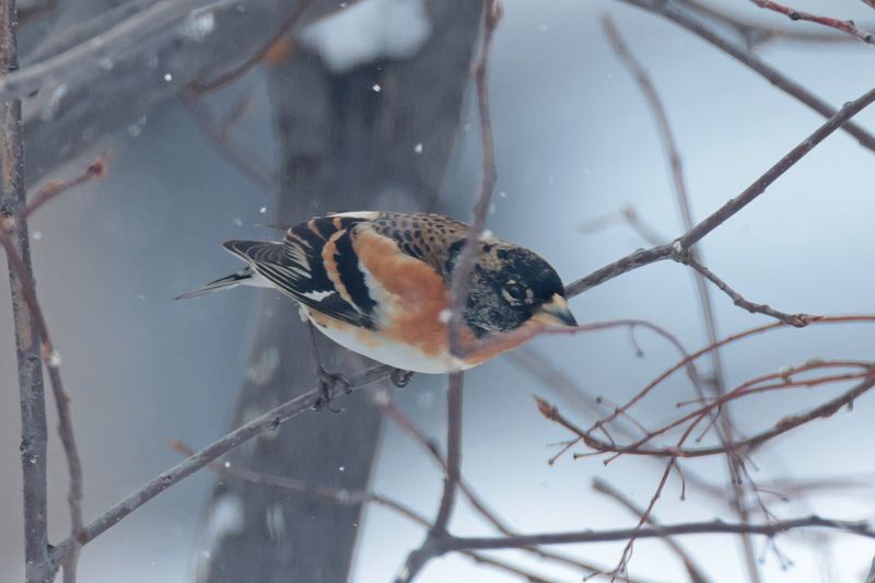 Brambling