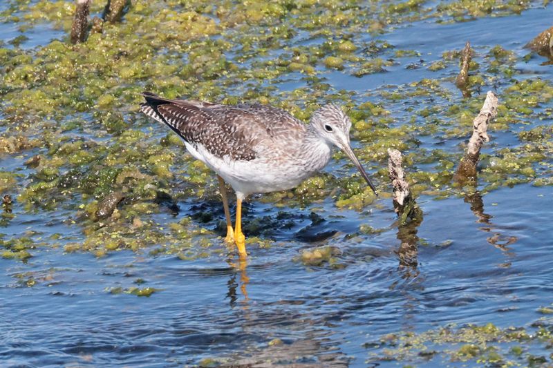 Greater Yellowlegs