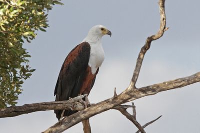 Birds of Prey