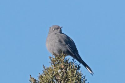 Townsend's Solitaire
