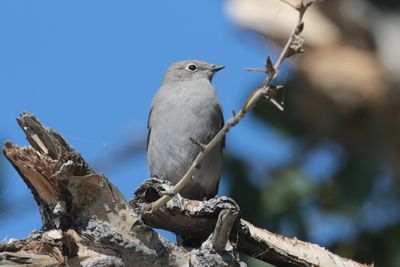 Townsend's Solitaire