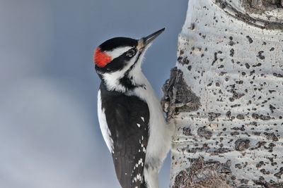 Hairy Woodpecker