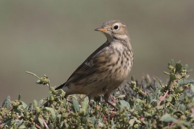 Pipits, waxwings and Wheatears