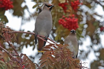 Bohemian and Cedar Waxwings