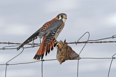 American Kestrel