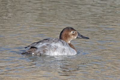 Canvasbacks