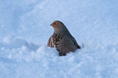 Gray Partridge