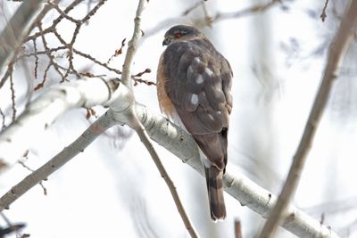 Sharp-shinned Hawk
