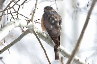 Sharp-shinned Hawk