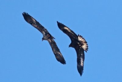 Bald and Golden Eagles